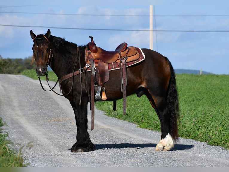 Gypsy Horse Gelding 13 years 14,2 hh Bay-Dark in Rebersburg, PA