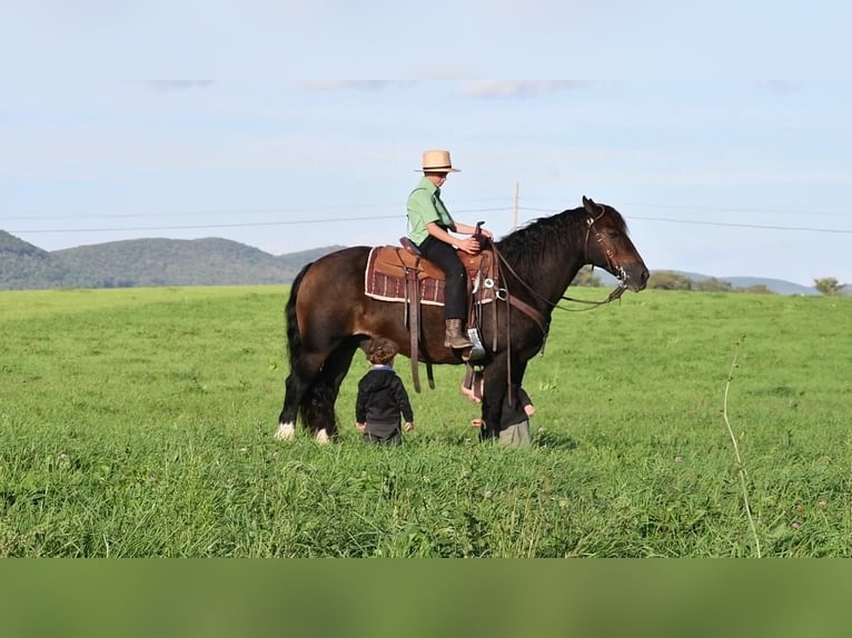 Gypsy Horse Gelding 13 years 14,2 hh Bay-Dark in Rebersburg, PA