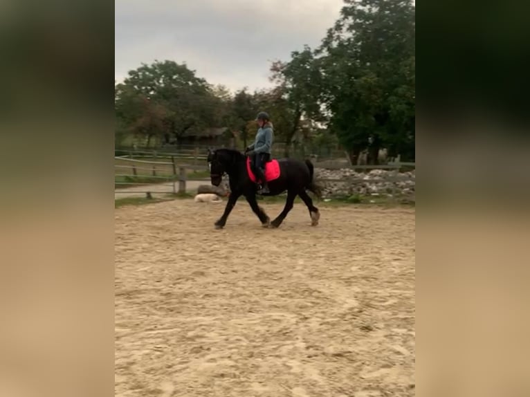 Gypsy Horse Gelding 13 years 14,2 hh Black in Schwelm