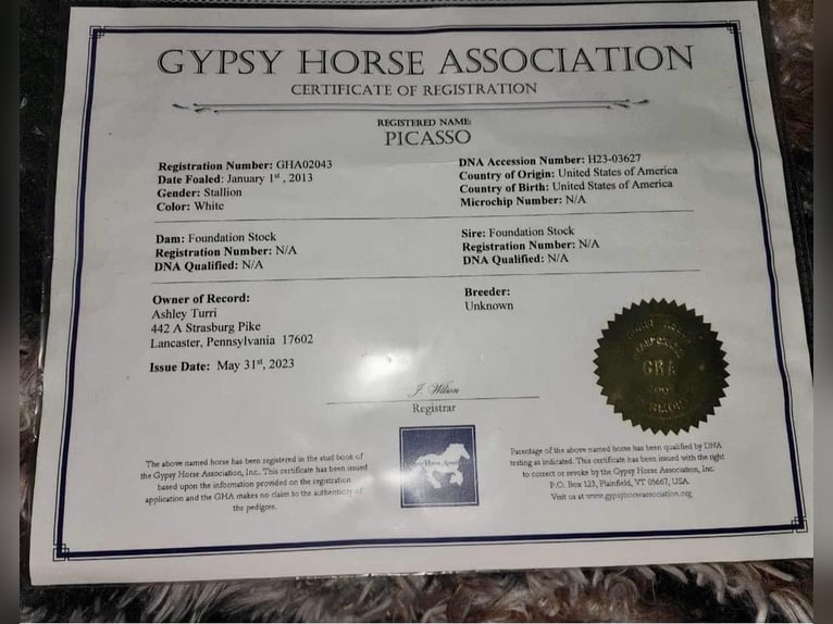 Gypsy Horse Gelding 13 years 14,2 hh Gray in Everett PA