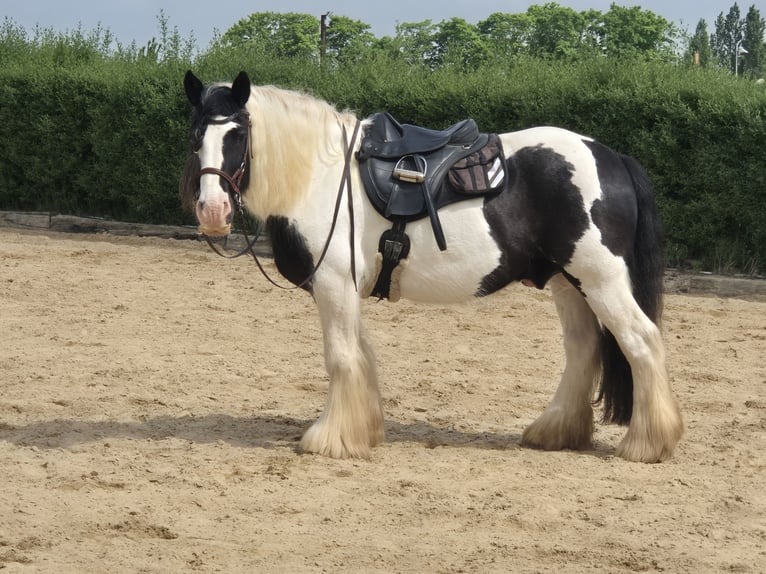Gypsy Horse Gelding 13 years 14.2 hh Pinto in Euskirchen