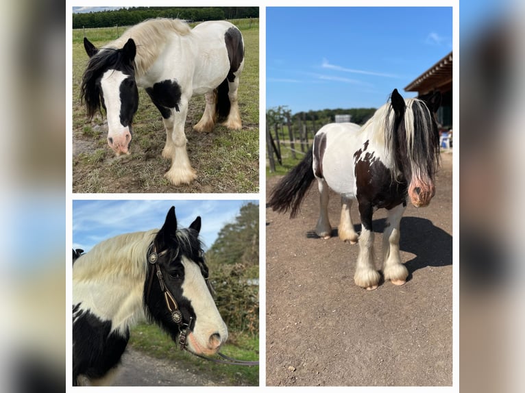 Gypsy Horse Gelding 13 years 14.2 hh Pinto in Euskirchen