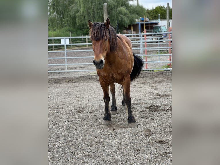 Gypsy Horse Mix Gelding 13 years 14,3 hh Brown in Ebersbach-Musbach