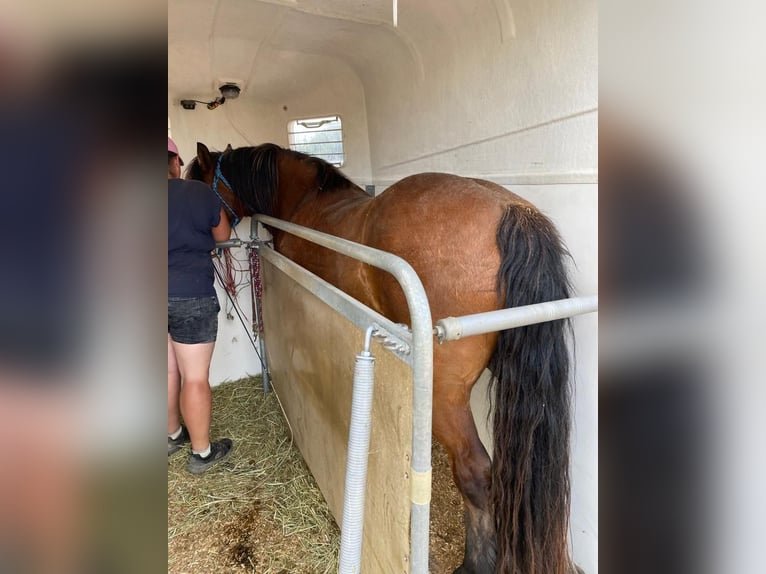 Gypsy Horse Mix Gelding 13 years 14,3 hh Brown in Ebersbach-Musbach