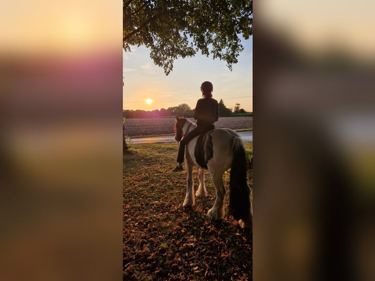 Gypsy Horse Gelding 13 years 14,3 hh Pinto in Ennigerloh