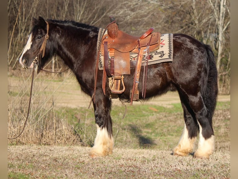 Gypsy Horse Gelding 13 years 14 hh Black in RUSK TX