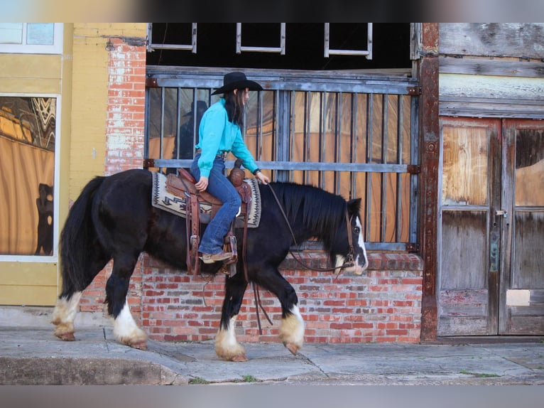 Gypsy Horse Gelding 13 years 14 hh Black in RUSK TX