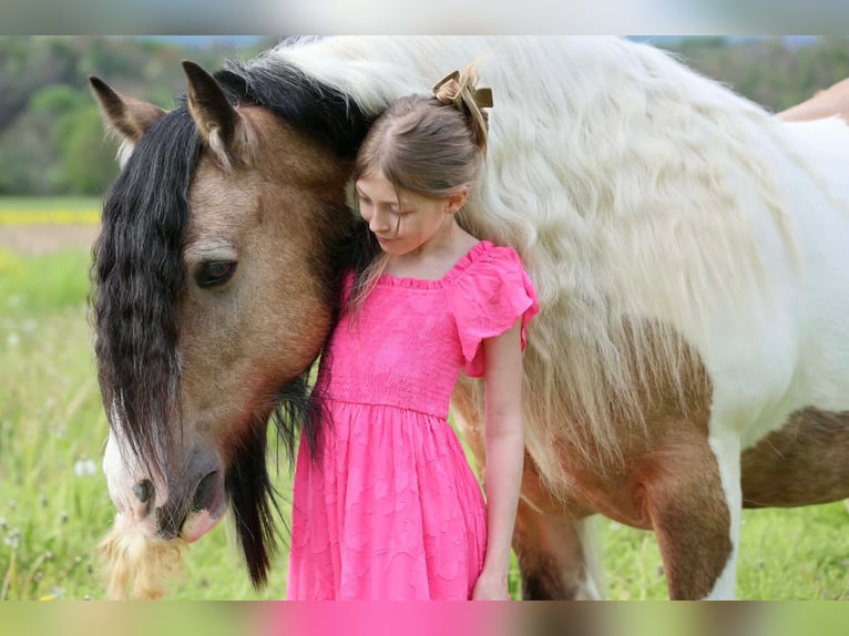 Gypsy Horse Gelding 13 years 14 hh Pinto in Beaver Springs