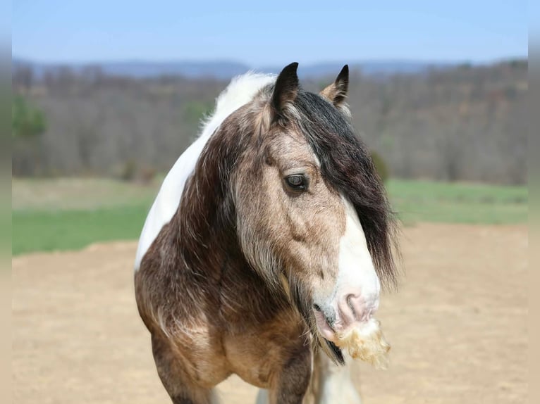 Gypsy Horse Gelding 13 years 14 hh Pinto in Beaver Springs