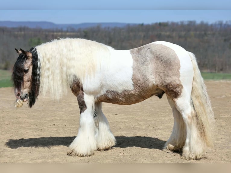 Gypsy Horse Gelding 13 years 14 hh Pinto in Beaver Springs