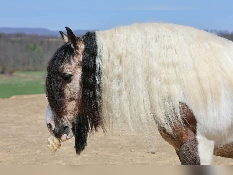 Gypsy Horse Gelding 13 years 14 hh Pinto in Beaver Springs