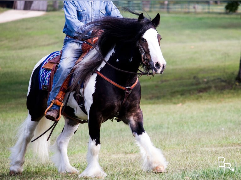 Gypsy Horse Gelding 13 years 14 hh Tobiano-all-colors in Mountain Grove MO