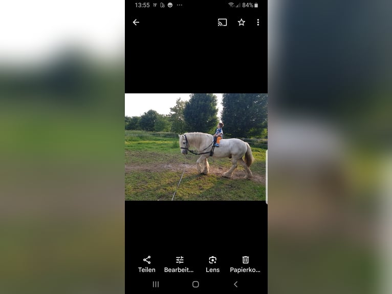 Gypsy Horse Gelding 13 years 14,1 hh Gray in Recklinghausen