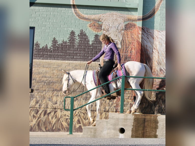 Gypsy Horse Mix Gelding 13 years 14,1 hh Sabino in Athens, TX