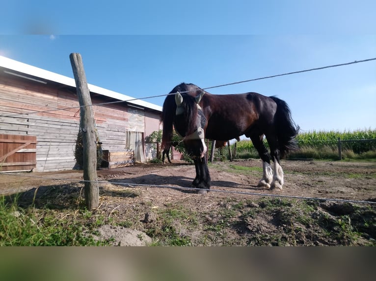 Gypsy Horse Gelding 13 years 15,1 hh Black in Kitzscher Thierbach