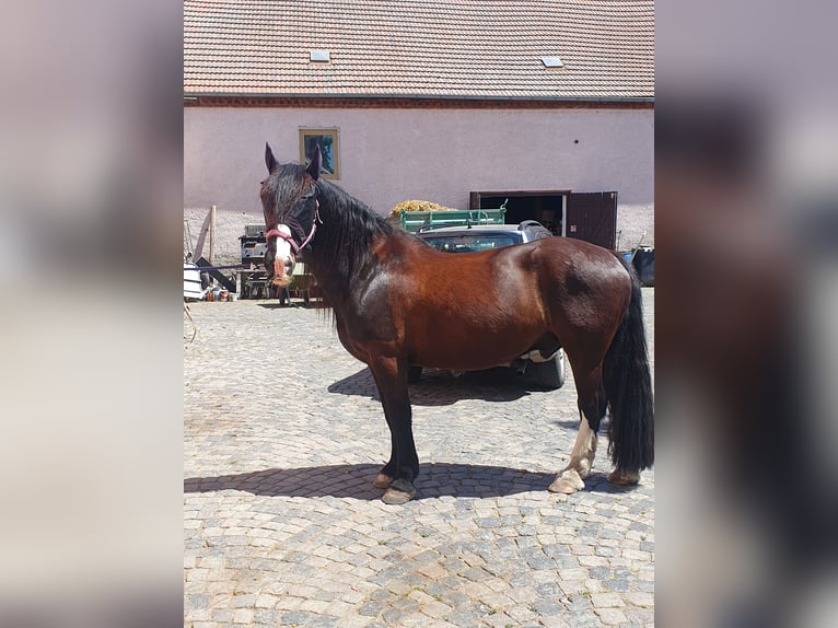 Gypsy Horse Gelding 13 years 15,1 hh Black in Kitzscher Thierbach