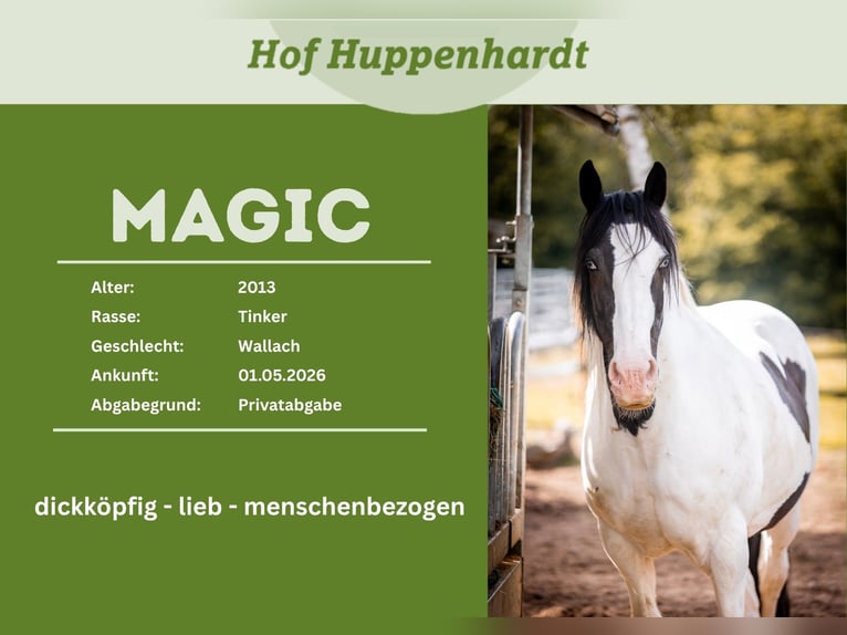 Gypsy Horse Gelding 13 years 15.1 hh Pinto in Much