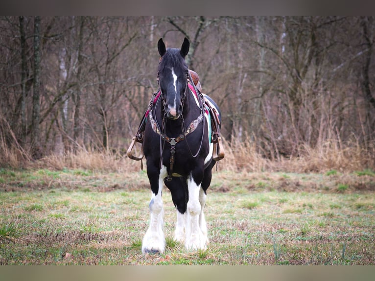 Gypsy Horse Gelding 13 years 15,3 hh Tobiano-all-colors in Flemingsburg Ky