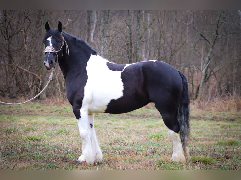 Gypsy Horse Gelding 13 years 15,3 hh Tobiano-all-colors in Flemingsburg Ky