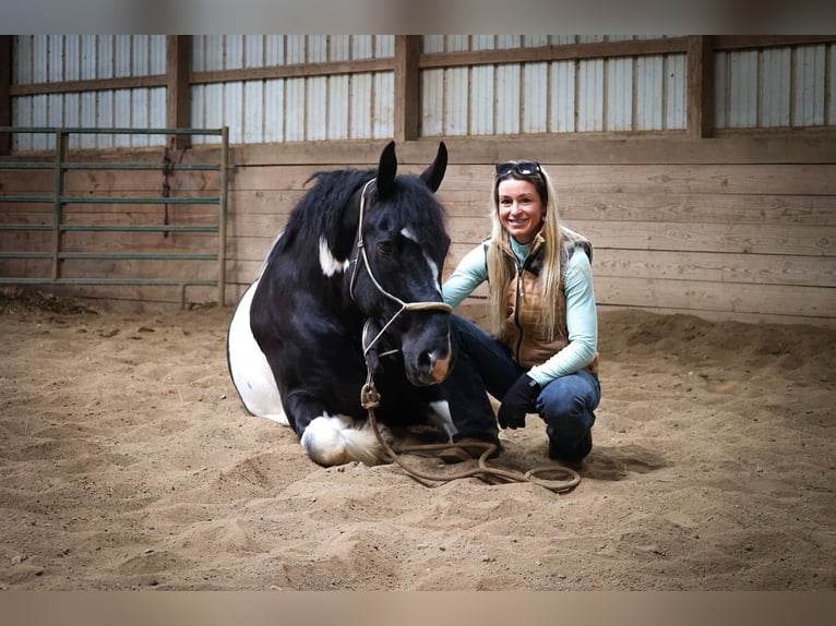 Gypsy Horse Gelding 13 years 15,3 hh Tobiano-all-colors in Flemingsburg Ky