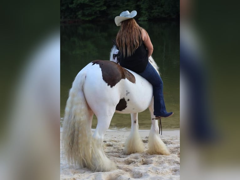 Gypsy Horse Gelding 13 years 15 hh Chestnut in Mt. Hope, AL