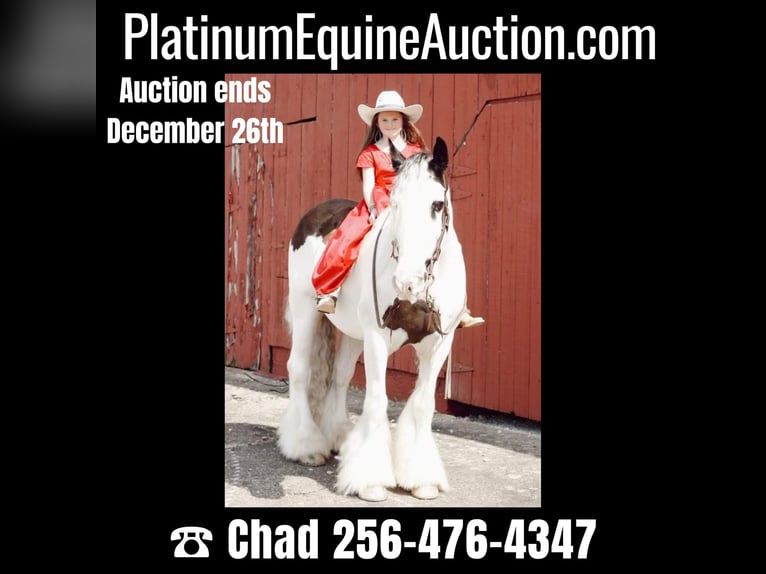 Gypsy Horse Gelding 13 years 15 hh Chestnut in Mt. Hope, AL