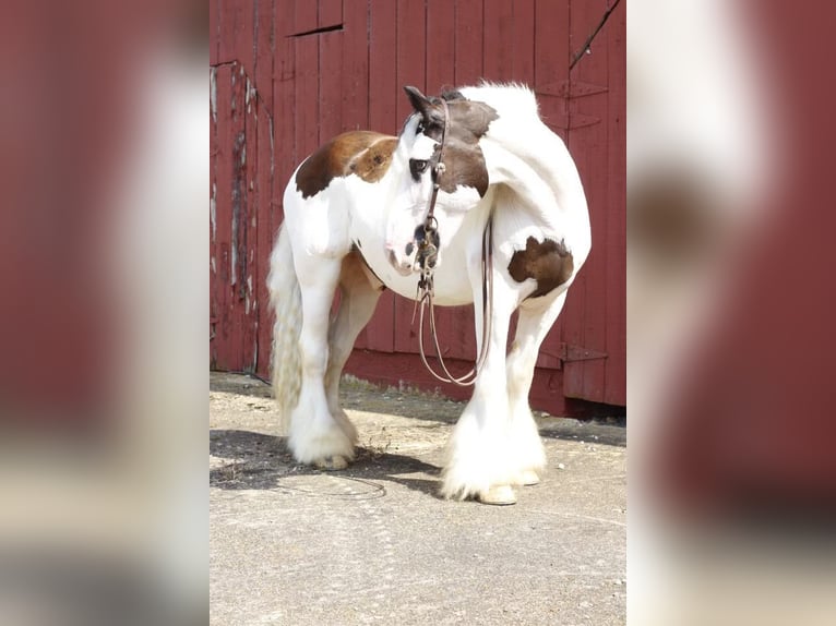 Gypsy Horse Gelding 13 years 15 hh Chestnut in Mt. Hope, AL