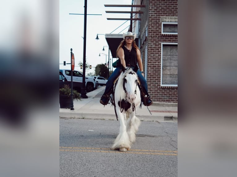 Gypsy Horse Gelding 13 years 15 hh Chestnut in Mt. Hope, AL