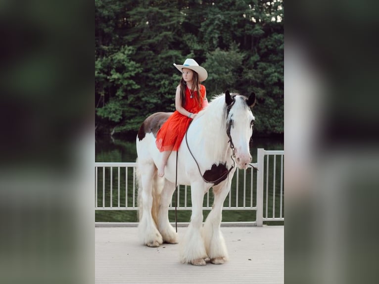 Gypsy Horse Gelding 13 years 15 hh Chestnut in Mt. Hope, AL