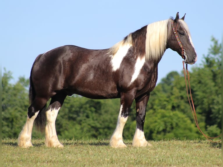Gypsy Horse Gelding 13 years 15 hh Tobiano-all-colors in Mt vernon