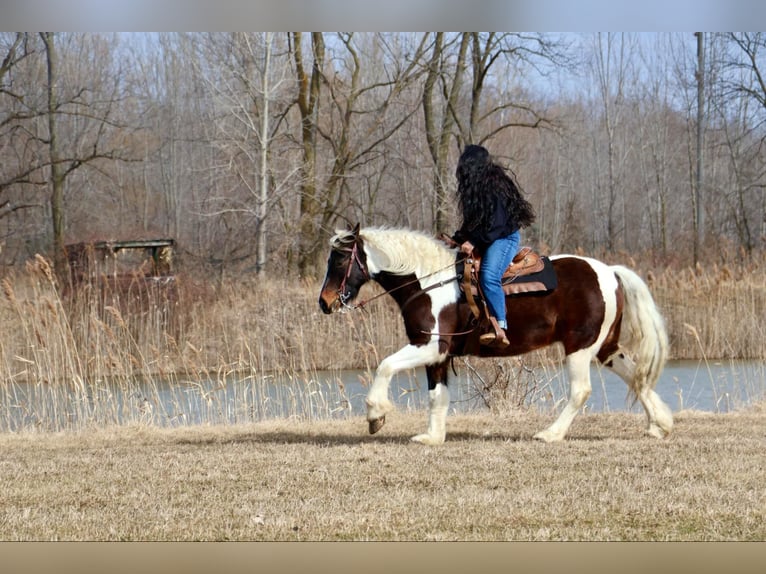 Gypsy Horse Gelding 13 years 15,2 hh Tobiano-all-colors in Howell, MI