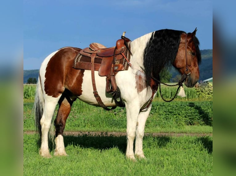 Gypsy Horse Mix Gelding 13 years 16,3 hh Pinto in Rebersburg, PA