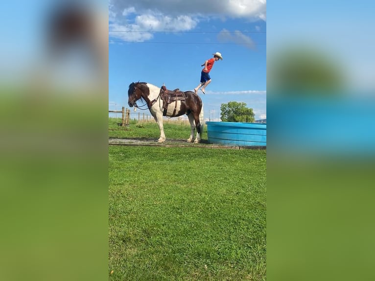 Gypsy Horse Mix Gelding 13 years 16,3 hh Pinto in Rebersburg, PA