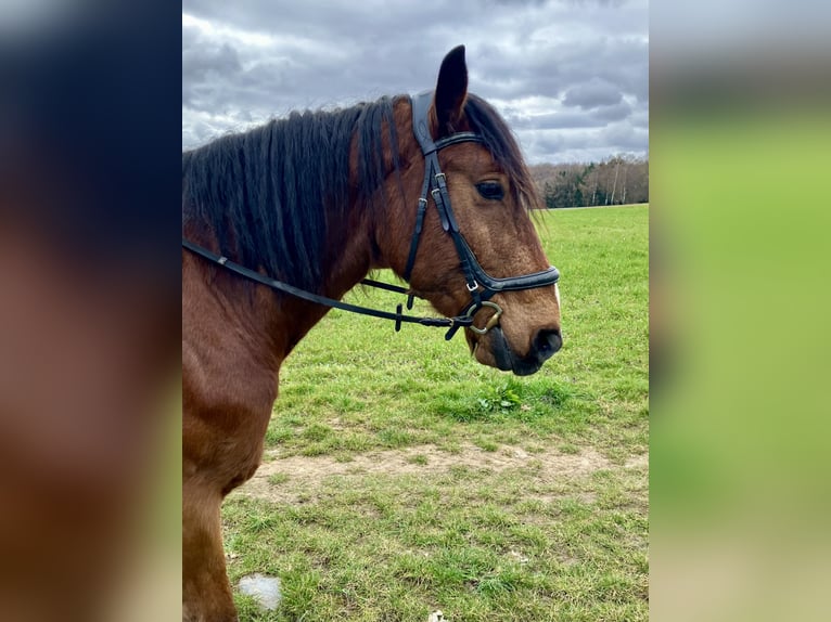 Gypsy Horse Mix Gelding 13 years 16 hh Brown in Thalhausen