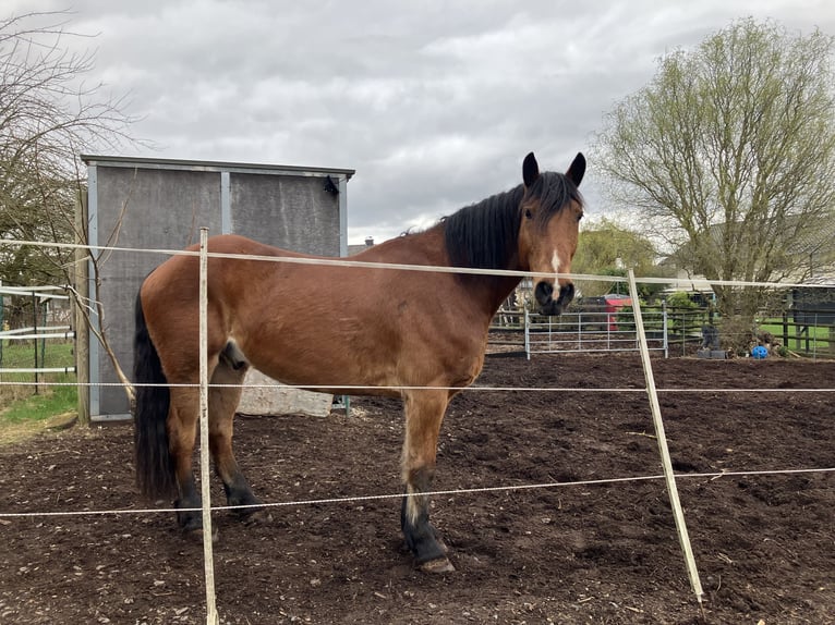 Gypsy Horse Mix Gelding 13 years 16 hh Brown in Thalhausen