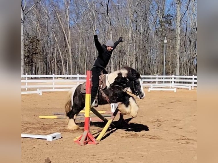 Gypsy Horse Gelding 13 years Tobiano-all-colors in Monroe Township, NJ