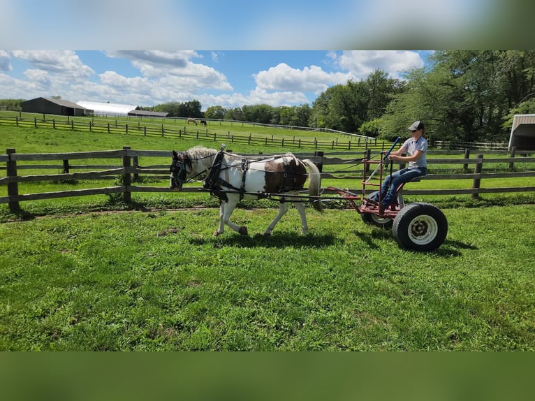 Gypsy Horse Gelding 13 years Tobiano-all-colors in St chales, IA