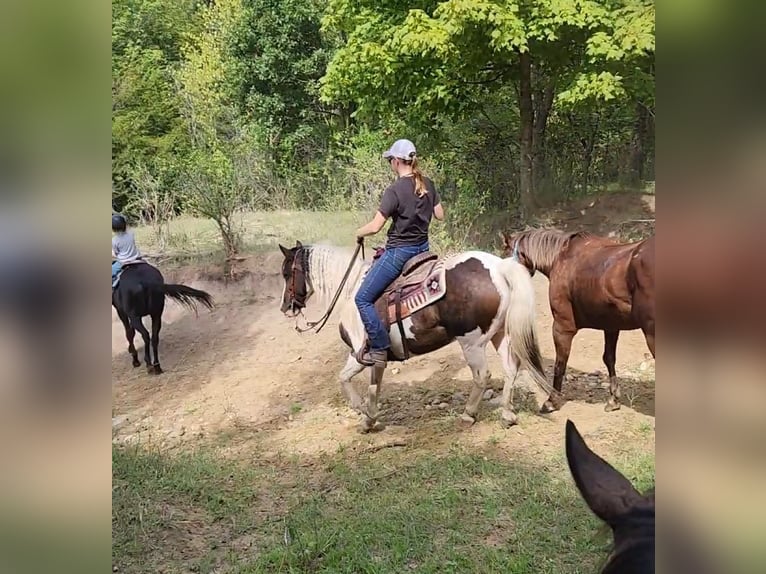 Gypsy Horse Gelding 13 years Tobiano-all-colors in St chales, IA