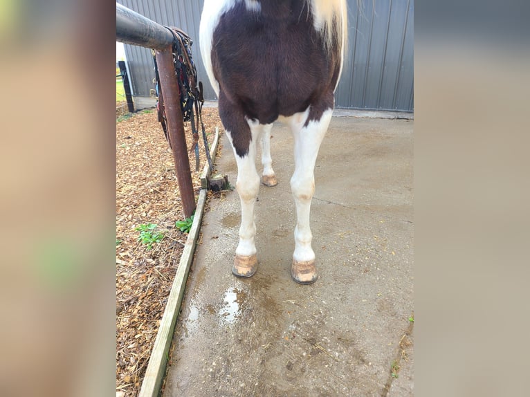 Gypsy Horse Gelding 13 years Tobiano-all-colors in St chales, IA