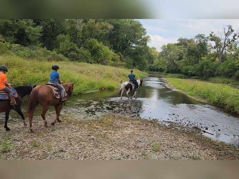 Gypsy Horse Gelding 13 years Tobiano-all-colors in St chales, IA