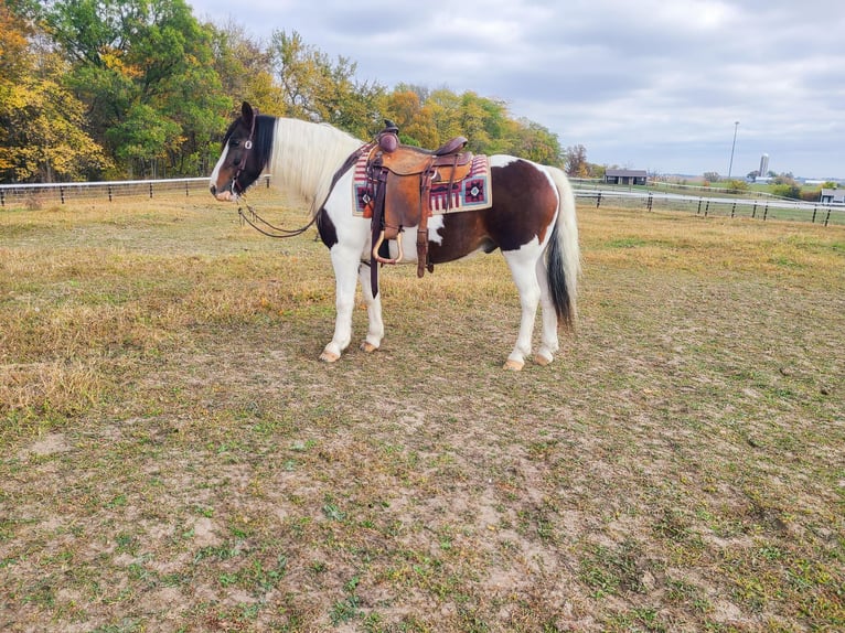 Gypsy Horse Gelding 13 years Tobiano-all-colors in St chales, IA