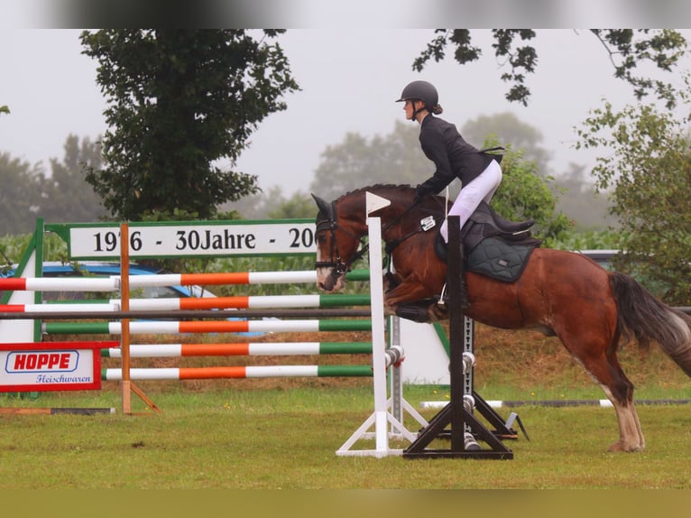 Gypsy Horse Gelding 14 years 13.2 hh Brown in Bordelum