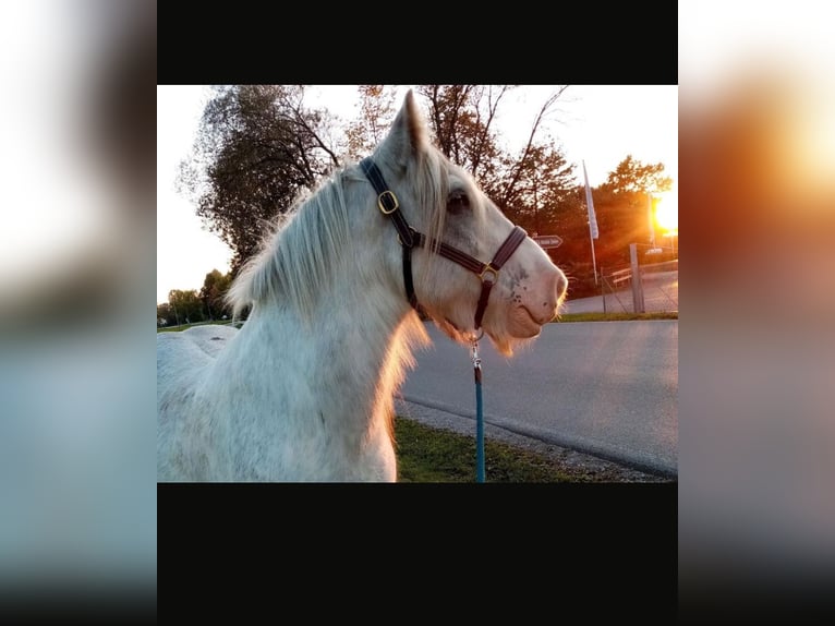 Gypsy Horse Gelding 14 years 13,2 hh Gray-Dapple in Amerang