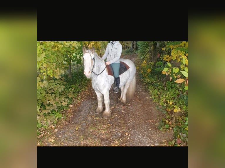 Gypsy Horse Gelding 14 years 13,2 hh Gray-Dapple in Amerang