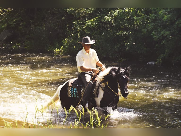 Gypsy Horse Gelding 14 years 13,2 hh Tobiano-all-colors in Hazelton IA