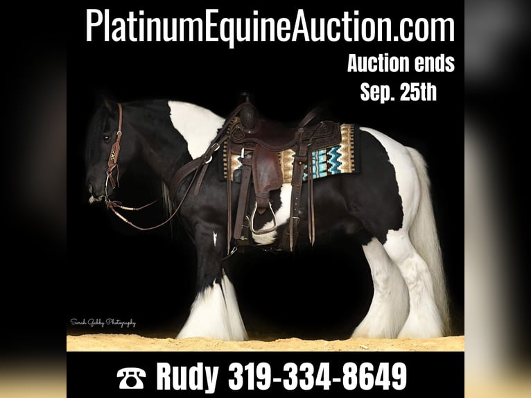 Gypsy Horse Gelding 14 years 13,2 hh Tobiano-all-colors in Hazelton IA