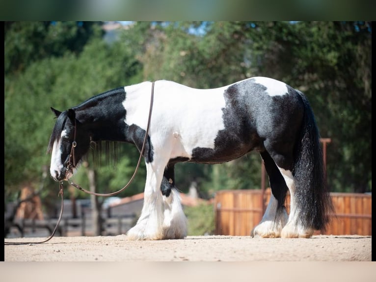 Gypsy Horse Gelding 14 years 13,3 hh in Powell Butte, OR