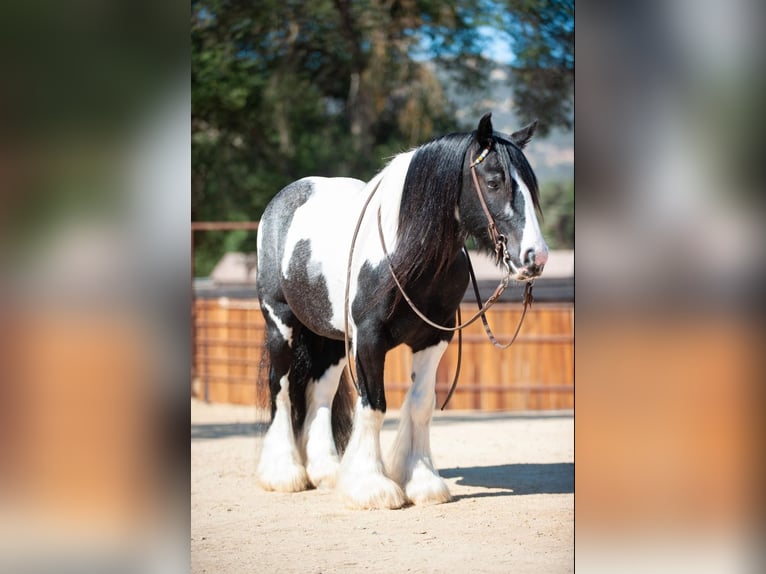 Gypsy Horse Gelding 14 years 13,3 hh in Powell Butte, OR