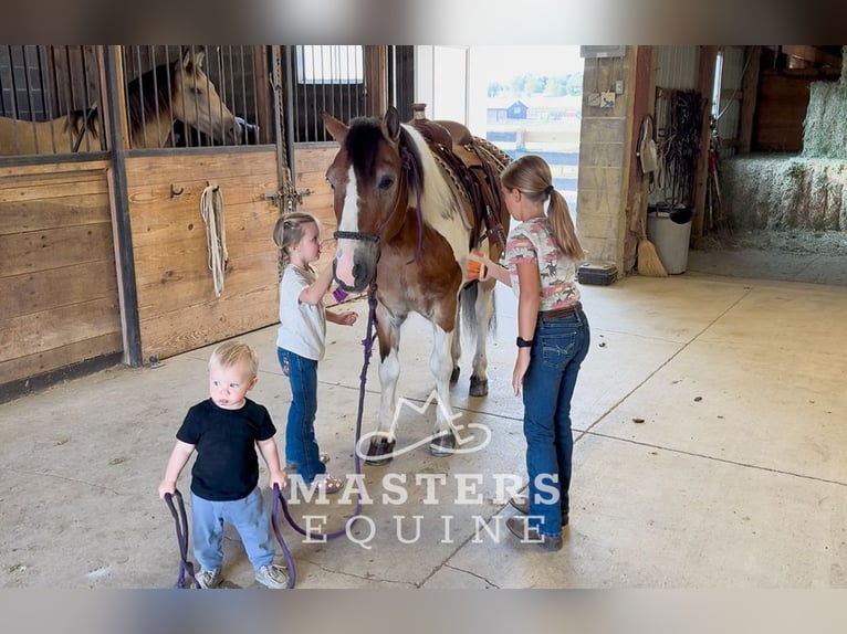 Gypsy Horse Mix Gelding 14 years 13,1 hh Pinto in Orrville