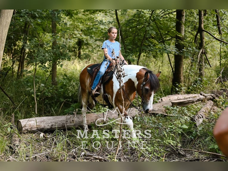 Gypsy Horse Mix Gelding 14 years 13,1 hh Pinto in Orrville